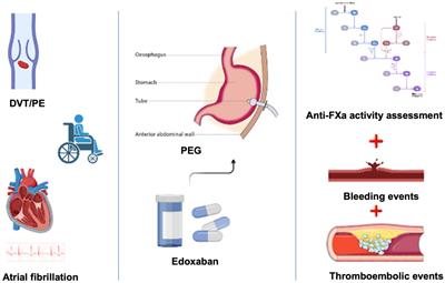 Feasibility, effectiveness, and safety of edoxaban administration through percutaneous endoscopic gastrostomy: 12-months follow up of the ORIGAMI study